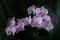 Lushly blooming orchid on a dark background, symbolizing the beginning of spring and romantic relationships.