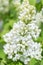a lushly blooming white lilac