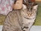 Lusia gray striped cat, on a gray background.