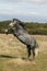 LUSITANO HORSE