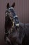 Lusitano horse in baroque bridle on striped background