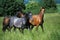 Lusitano Horse, Herd standing in Meadow