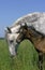 LUSITANO HORSE, MARE EATING LONG GRASS WITH FOAL