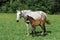 Lusitano Horse, Mare with Foal in Meadow