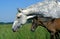 Lusitano Horse, Mare with Foal in Meadow