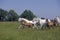 LUSITANO HORSE, MARES WITH FOALS IN PASTURE