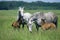 LUSITANO HORSE, MARES WITH FOALS STANDING IN PASTURE