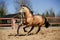 Lusitano horse in paddock