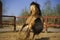 Lusitano horse in paddock