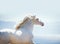 Lusitano horse portrait against sea background with backlight