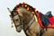 Lusitano horse portrait in horse show