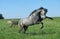 Lusitano Horse, Stallion Bucking