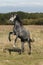 Lusitano Horse, Stallion Rearing up