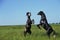Lusitano Horse, Stallions fighting