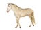 Lusitano horse walking in front, side view, isolated