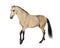 Lusitano horse walking, side view, isolated