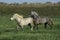 Lusitano Horses Trotting through Meadow