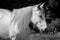 Lusitano mare portrait, in black and white. Outside on pasture and happy