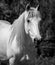 Lusitano mare portrait, in black and white. Outside on pasture and happy