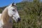 Lusitano mare portrait looking cute. Outside on pasture and happy