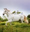 Lusitano on pasture, wild animals, outdoors, amazing horses