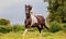 Lusitano on pasture, wild animals, outdoors, amazing horses