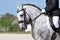 Lusitano stallion dressage