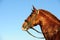 Lusitano Stallion portrait