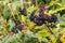 Ð¡luster of black elderberries Sambucus.  Elderberry bush with berries