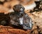Lustrous gem quality Smoky Elestial Quartz from Brazil on a tree bark in the forest