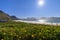 Lustrous sun over a field of dandelions at Jusnesvika Bay, overlooking the white sands of Rambergstranda Beach