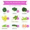 lutein and zeaxanthin foods, info graphic food, fruit and vegetable icon vector