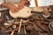 The luthier builds a medieval stringed instrument