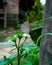 Luthrodes Pandava butterfly sitting on a flower ðŸ¦‹