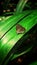 A luthrodes pandava butterfly standing on a long green leaf