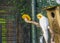 Lutino cockatiel in the aviary, popular color mutation in aviculture, tropical bird specie from Australia