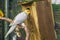 Lutino cockatiel looking in a bird house, popular color mutation in aviculture, tropical bird specie from Australia