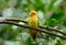 Lutino mutation rosy-faced lovebird (Agapornis roseicollis)