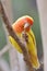 Lutino peach face love bird agapornis rosiecollis