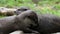 Lutra lutra - Eaurasian Otters very cute cuddlin tpogether