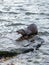 Lutra lutra, European otter, Eurasian river otter, common otter, or Old World otter. Dunsapie Loch, Holyrood Park, Edinburgh,