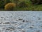 Lutra lutra, European otter, Eurasian river otter, common otter, or Old World otter. Dunsapie Loch, Holyrood Park, Edinburgh,