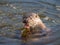 Lutra lutra, European otter, Eurasian river otter, common otter, or Old World otter. Dunsapie Loch, Holyrood Park, Edinburgh,