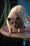 The Luwak civet cat