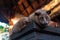 The Luwak civet cat