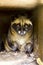 Luwak civet cat