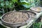 Luwak coffee beans