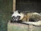 Luwak or palmetto civet too intensely exploited in coffee production in Bali, Indonesia