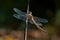Luxembourg Reimich Haff reserve nature Dragonfly