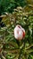 Luxuriant bush of peony leaves with red and white striped tulip flower. Springtime flowerbed. Floral backdrop.